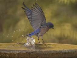 Image of Western Bluebird