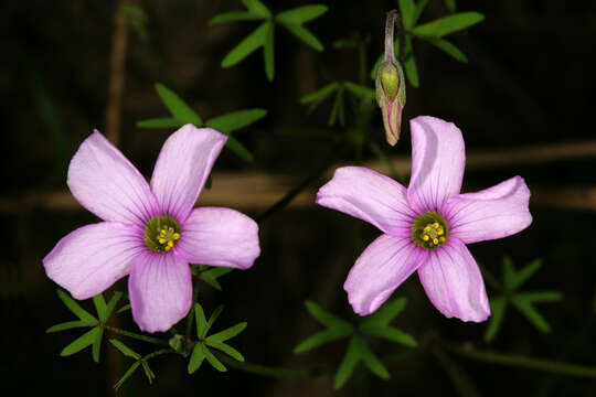 Imagem de Oxalis bifida Thunb.