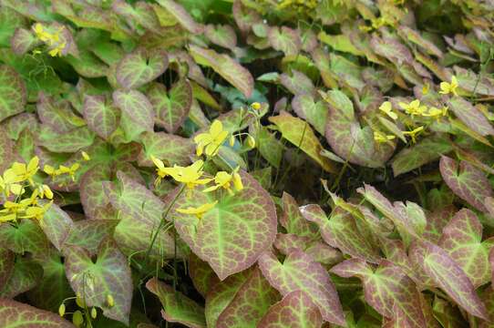 Image of Epimedium grandiflorum Morr.