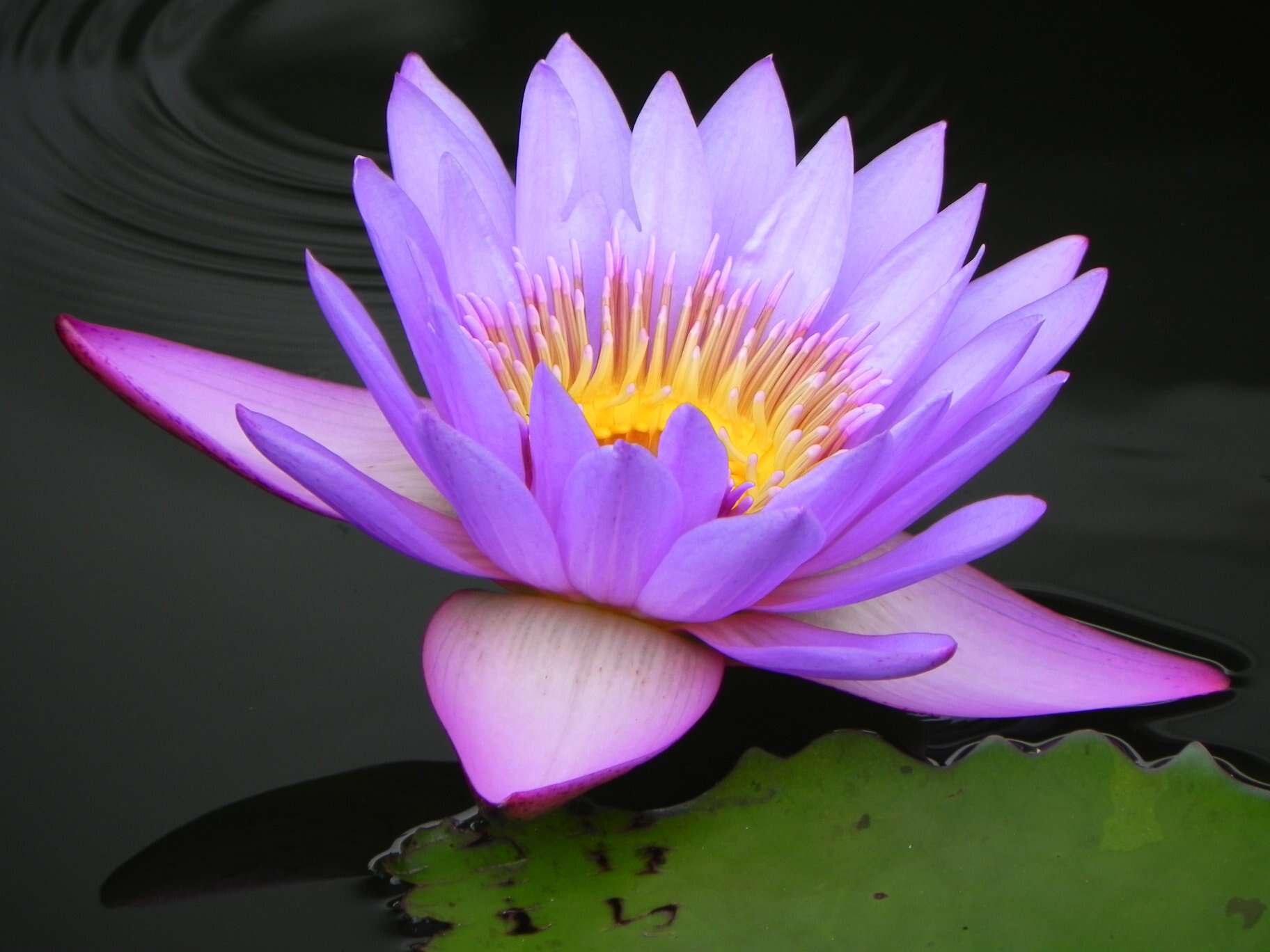 Image of blue star water-lily