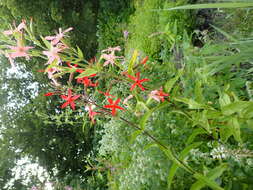 Image of royal catchfly