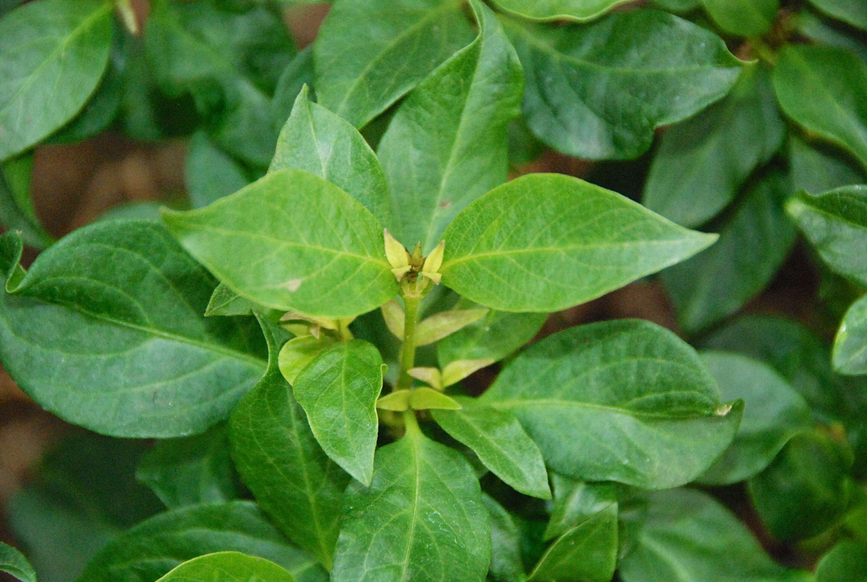 Слика од Achyranthes arborescens R. Br.