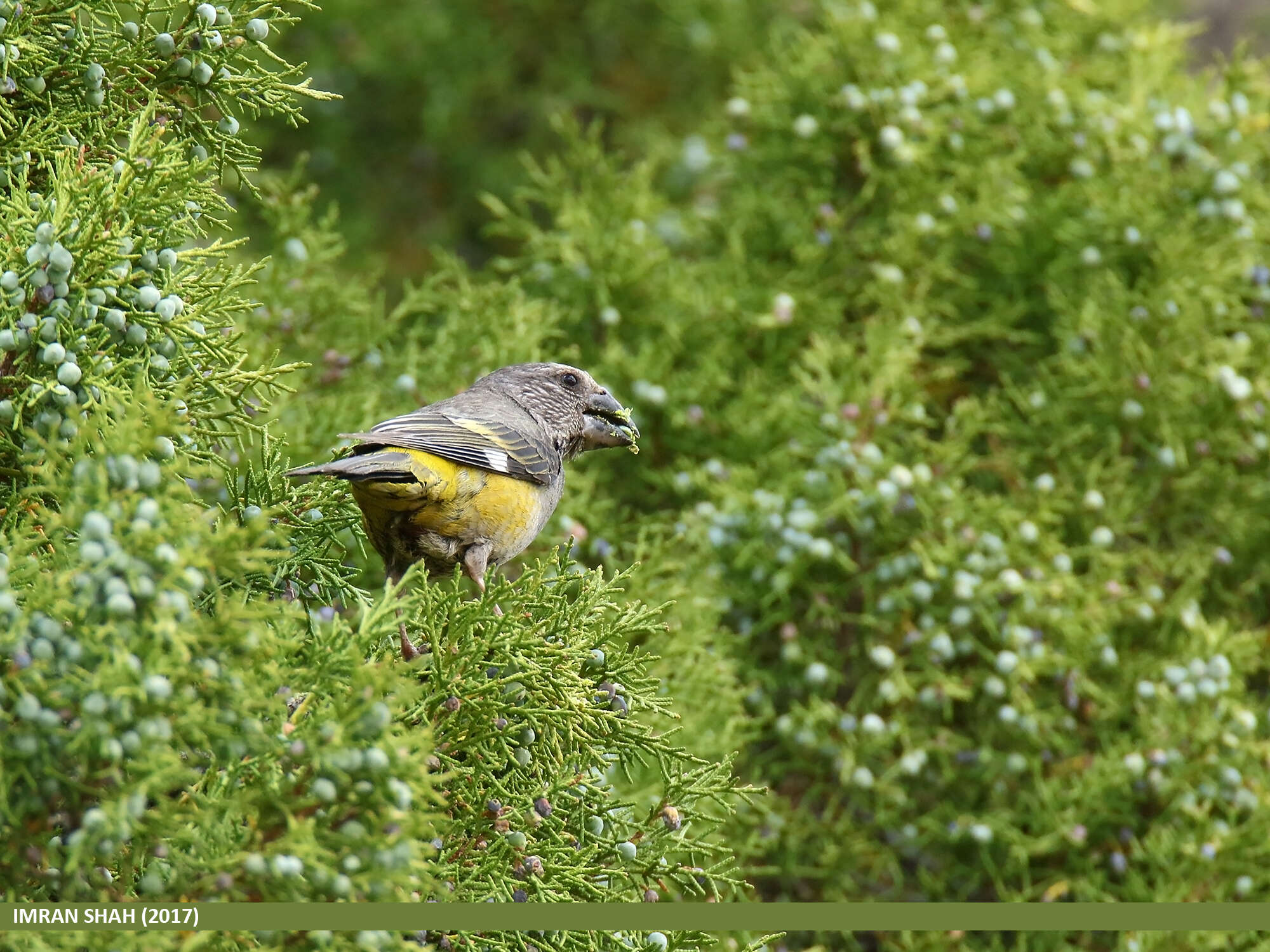 Image of White-winged Grosbeak