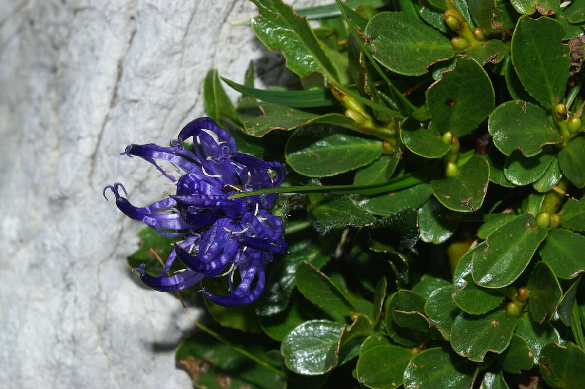 Image of Horned Rampion