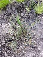 Juncus bulbosus L. resmi