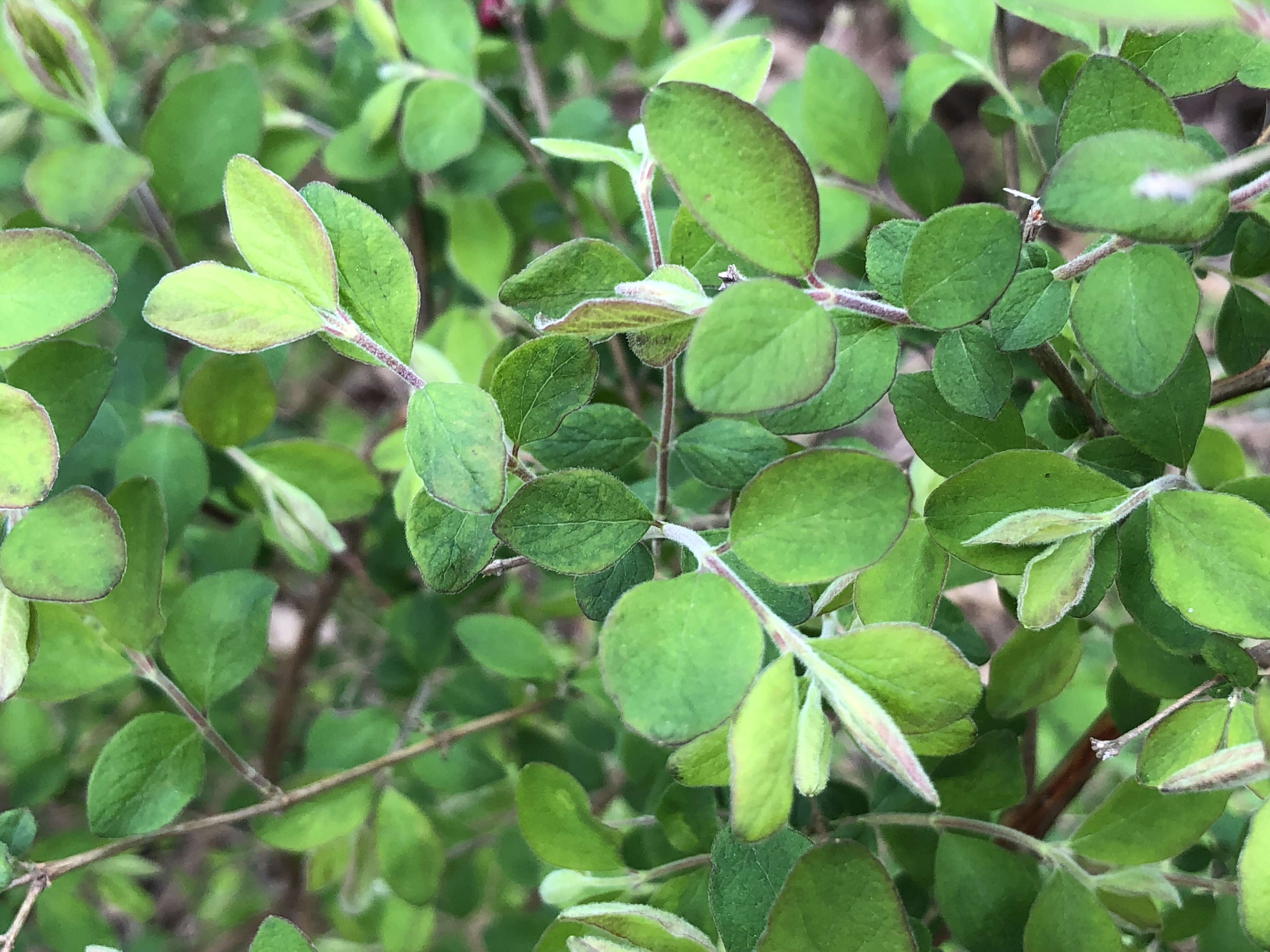 Sivun Symphoricarpos orbiculatus Moench kuva