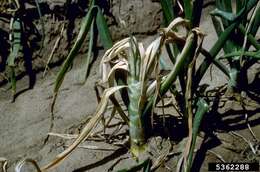 Image of garden onion