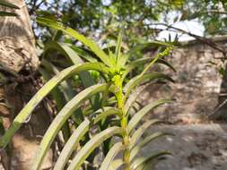 Plancia ëd Vanda tessellata (Roxb.) Hook. ex G. Don