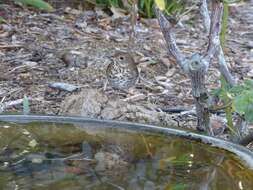 Image of Hermit Thrush