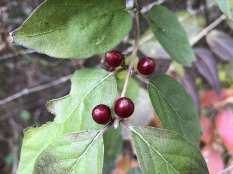 Слика од Lonicera maackii (Rupr.) Maxim.