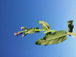 Imagem de Salvia nemorosa L.