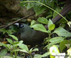 Image of Treepie