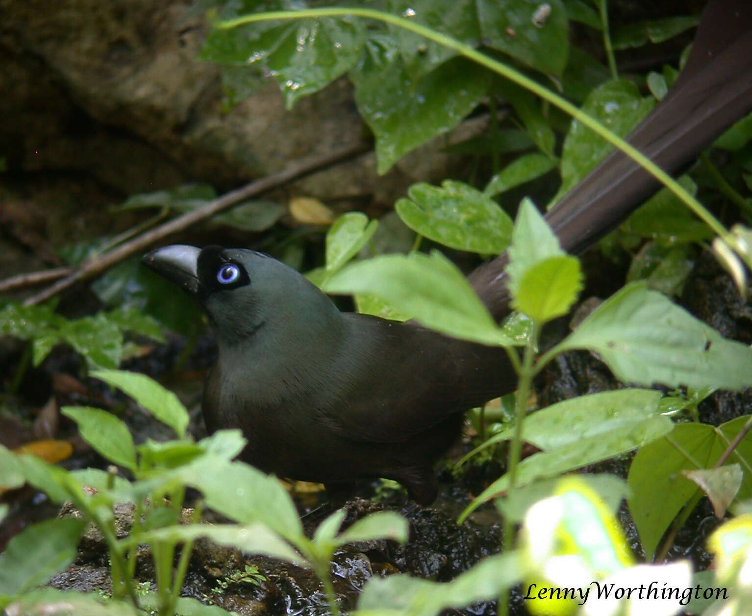 Image of Treepie