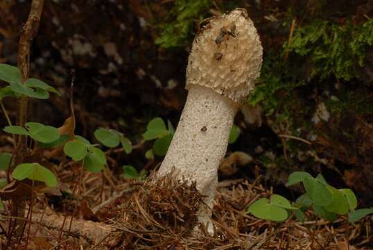 Image of Stinkhorn