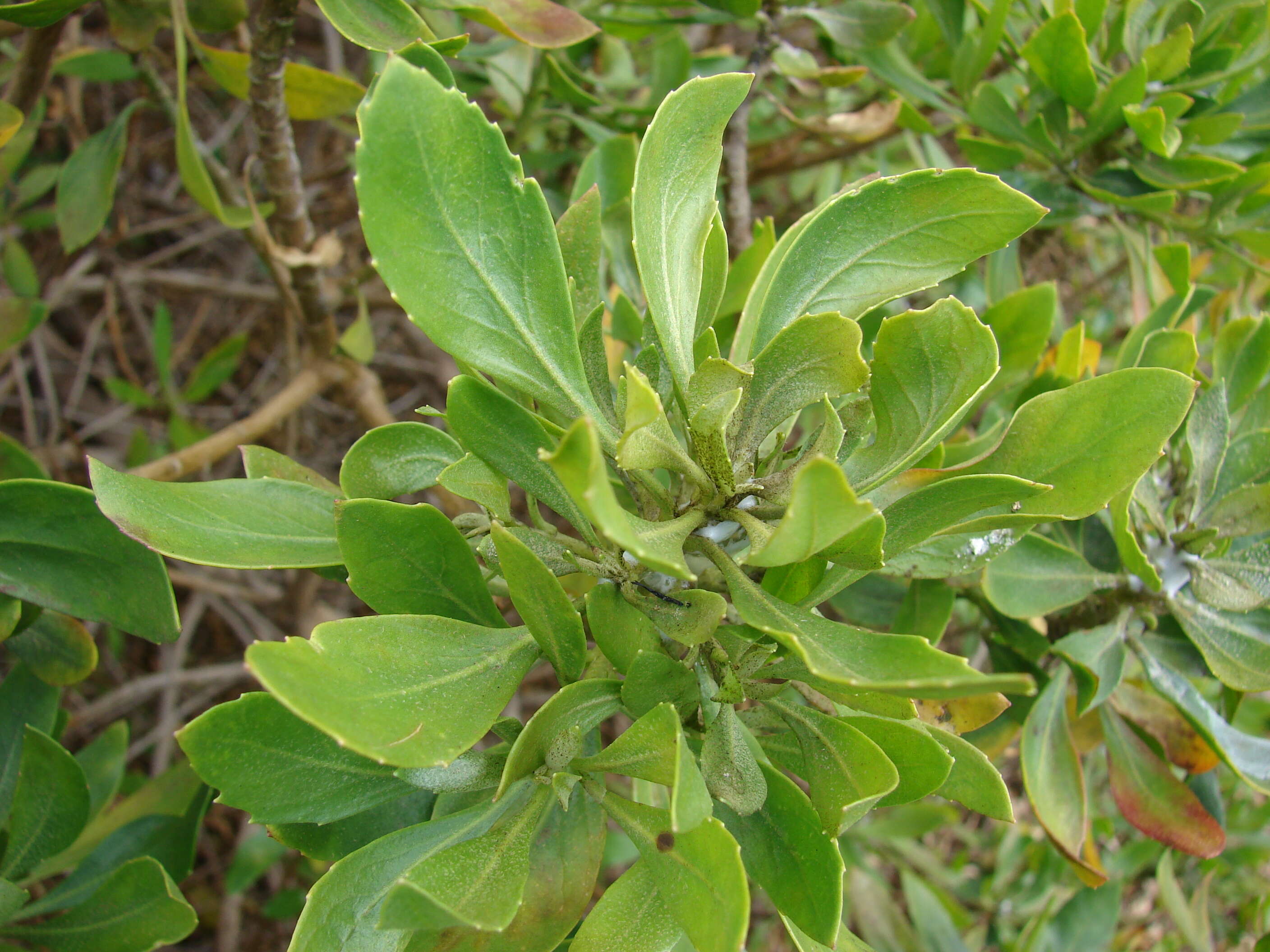 Image of ridgetop naupaka