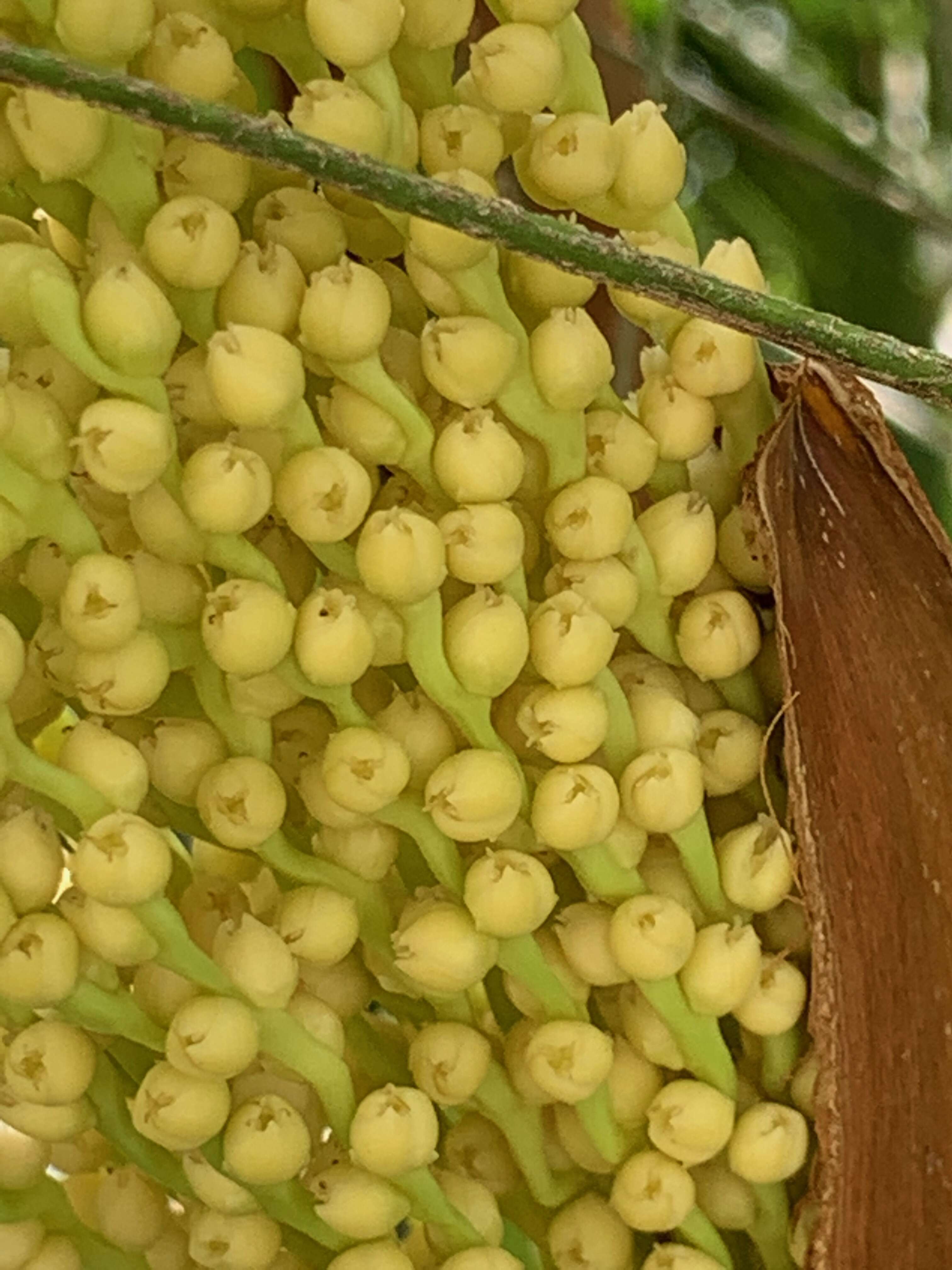 Image of pygmy date palm