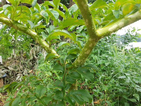 Amorphophallus paeoniifolius (Dennst.) Nicolson resmi