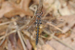 Image of Common Baskettail