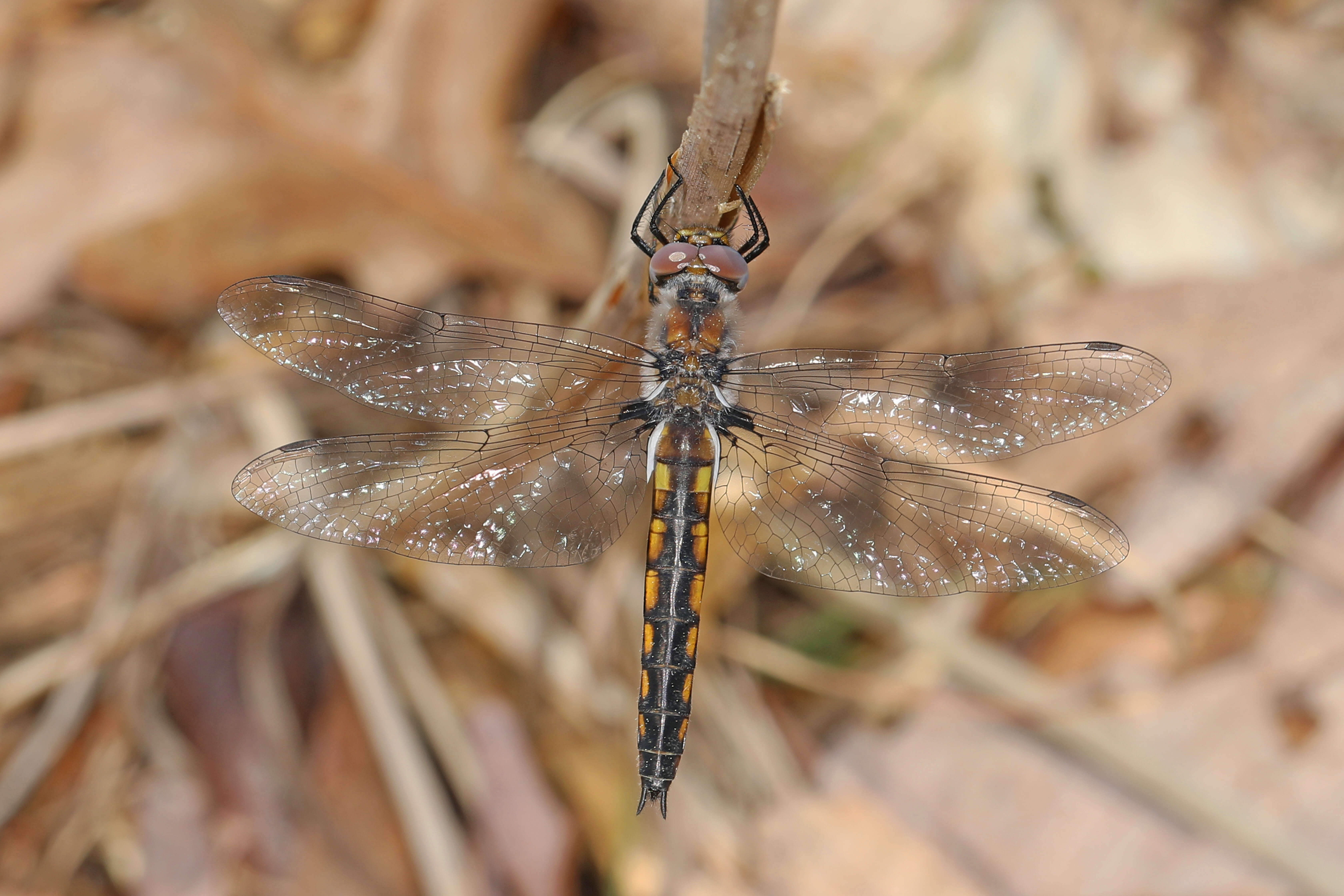 Image of Common Baskettail