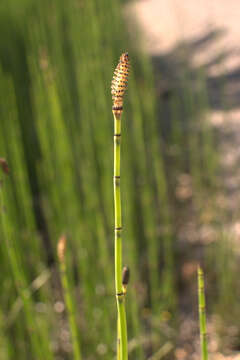 Image of Common Scouring-Rush