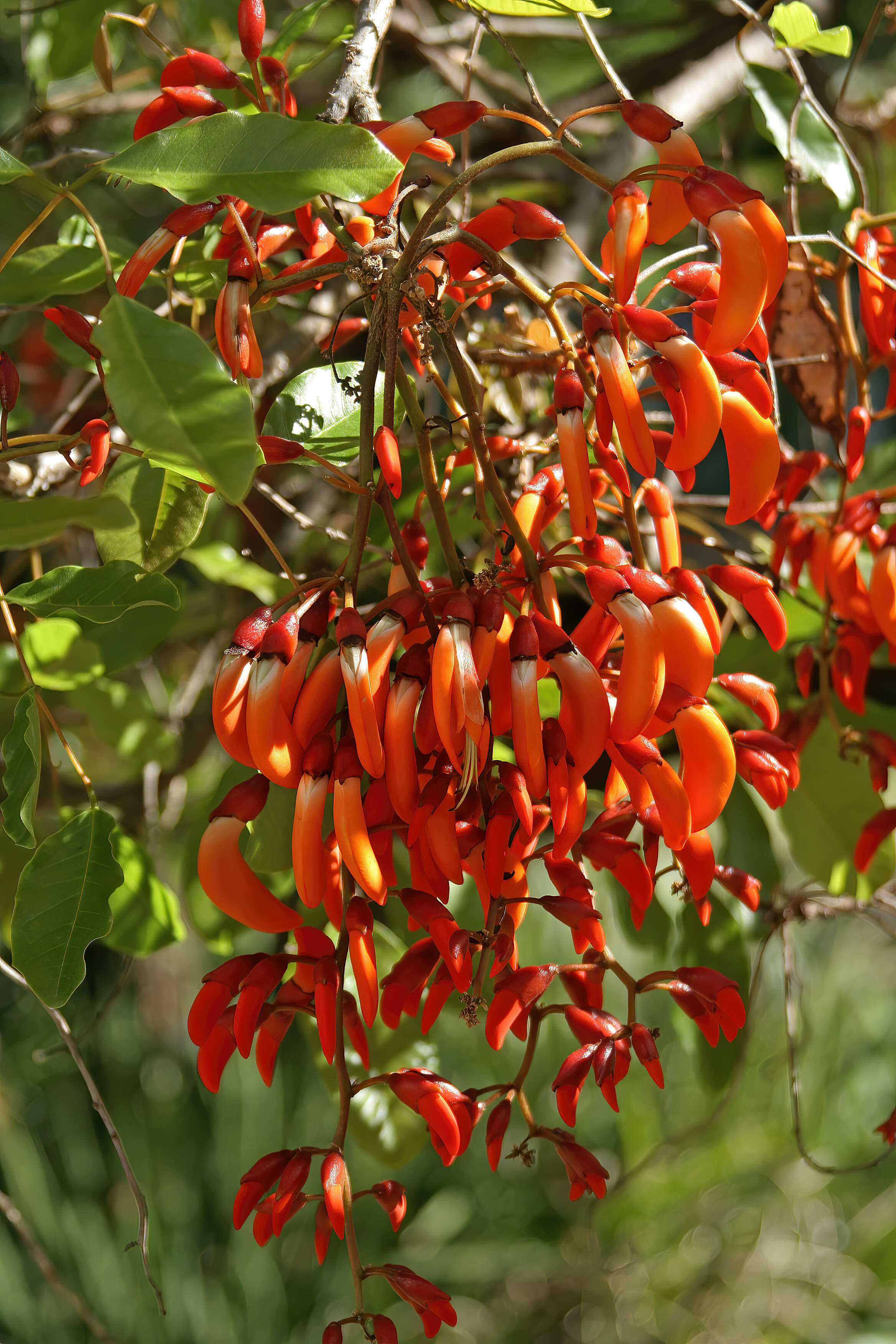 Erythrina falcata Benth. resmi