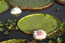 Image of Santa Cruz water-lily