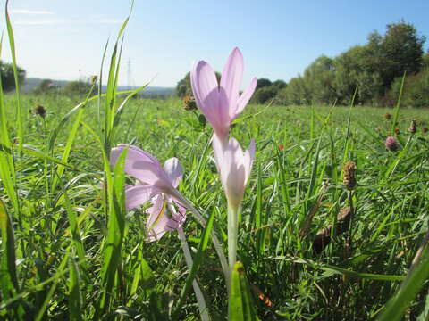 Image of Autumn crocus