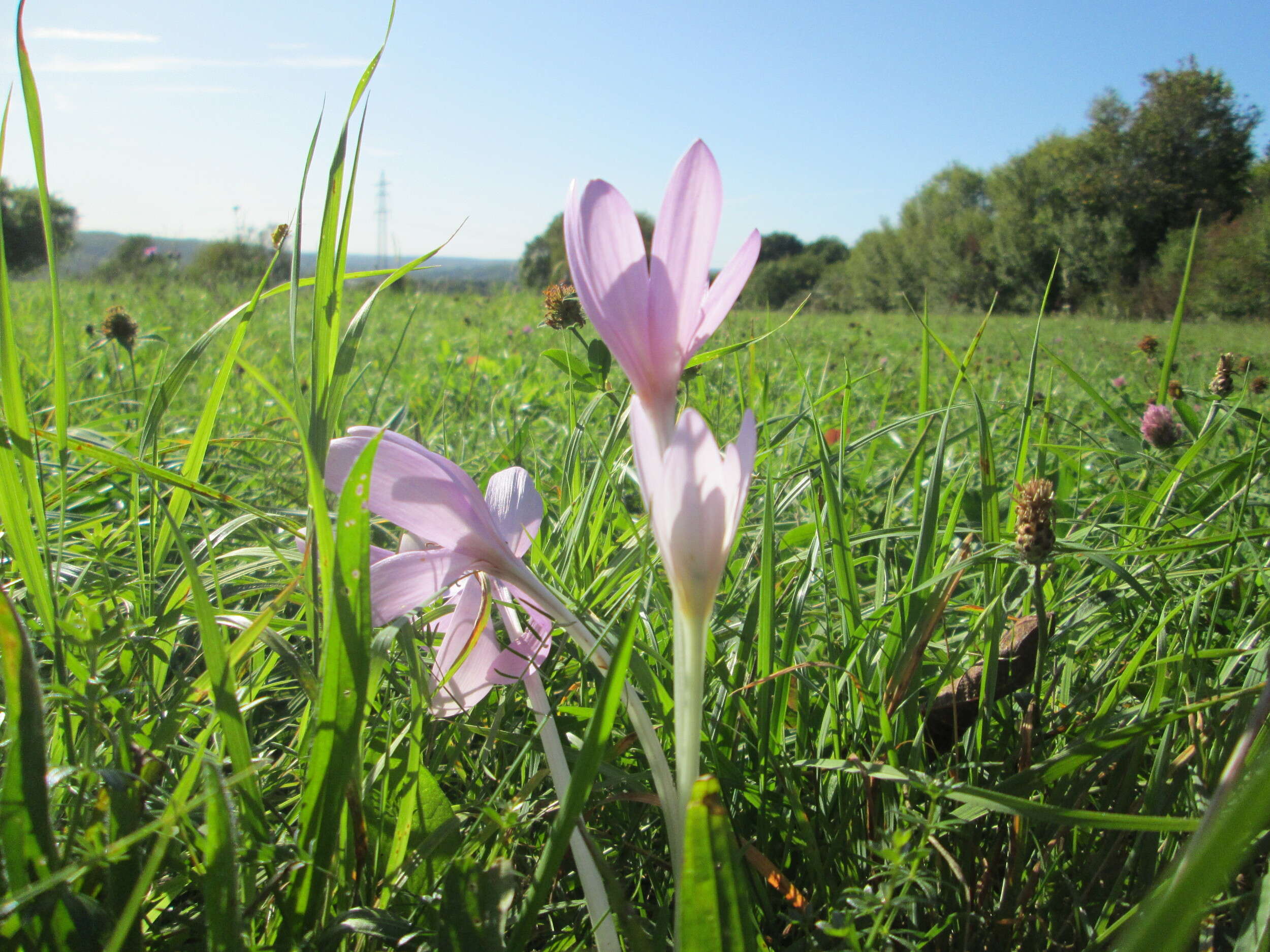 Image of Autumn crocus