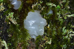 Image of snow fungus