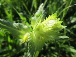 Image of European yellow rattle