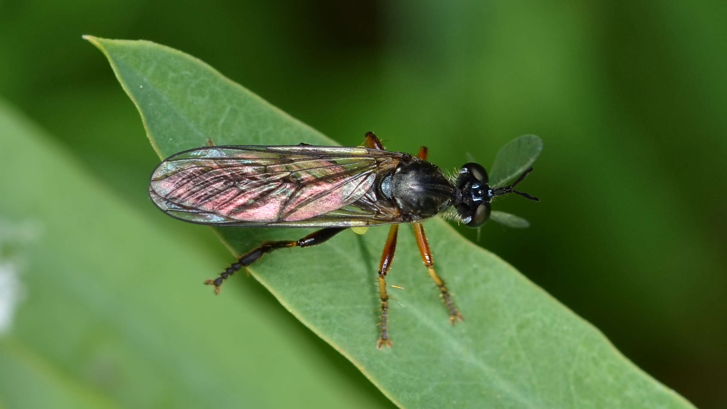 Image of Dioctria hyalipennis (Fabricius 1794)