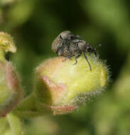 Image of Weevil