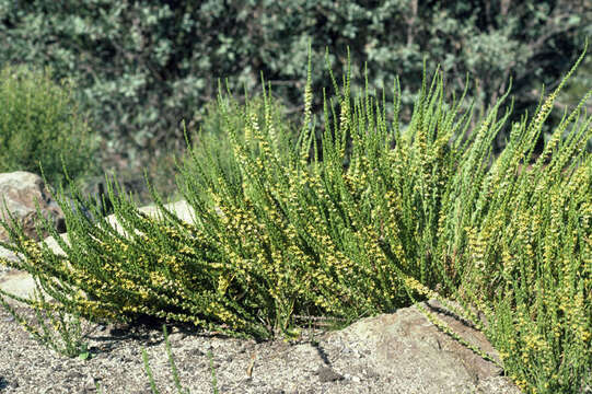 Image of Goodenia viscida R. Br.