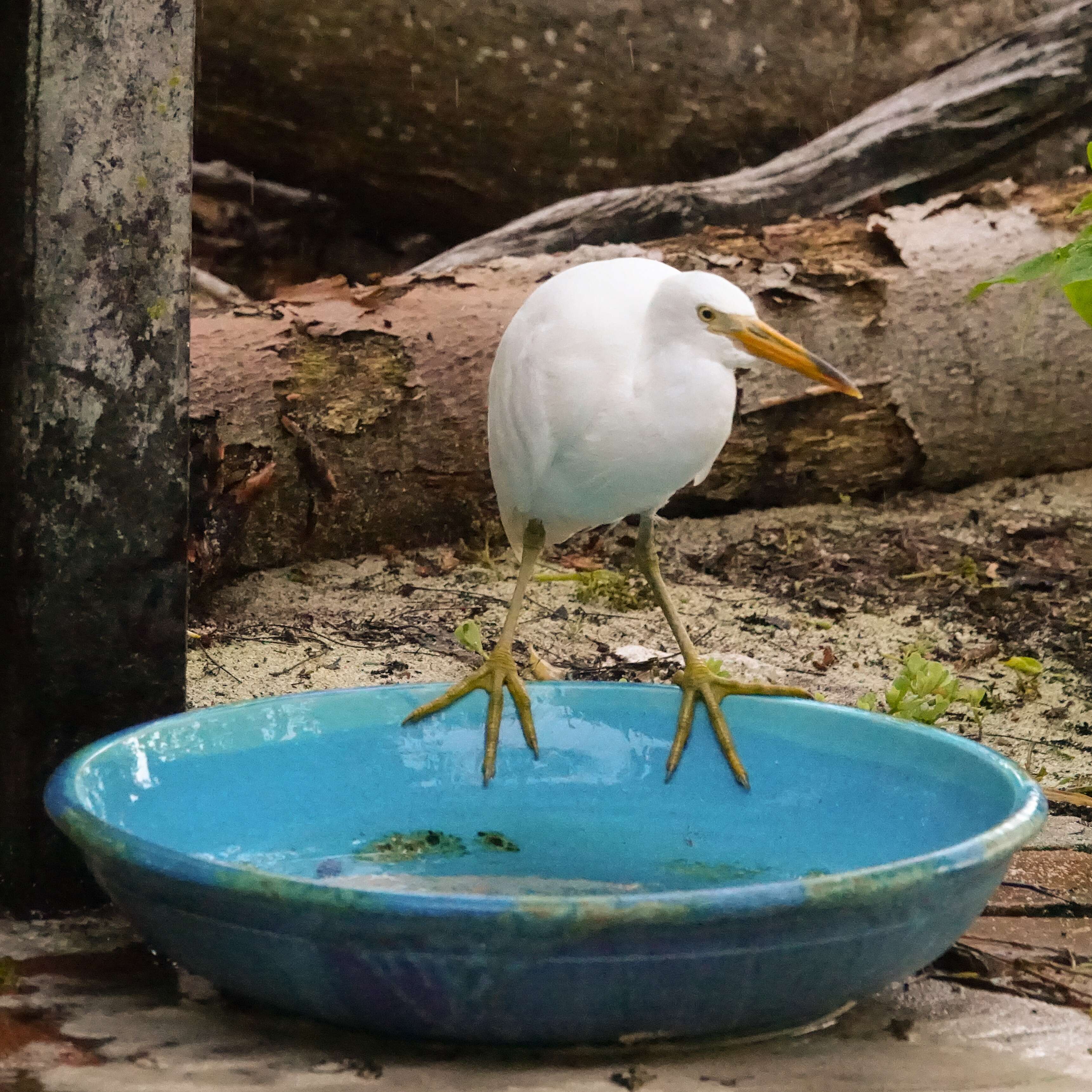 Image de Aigrette sacrée