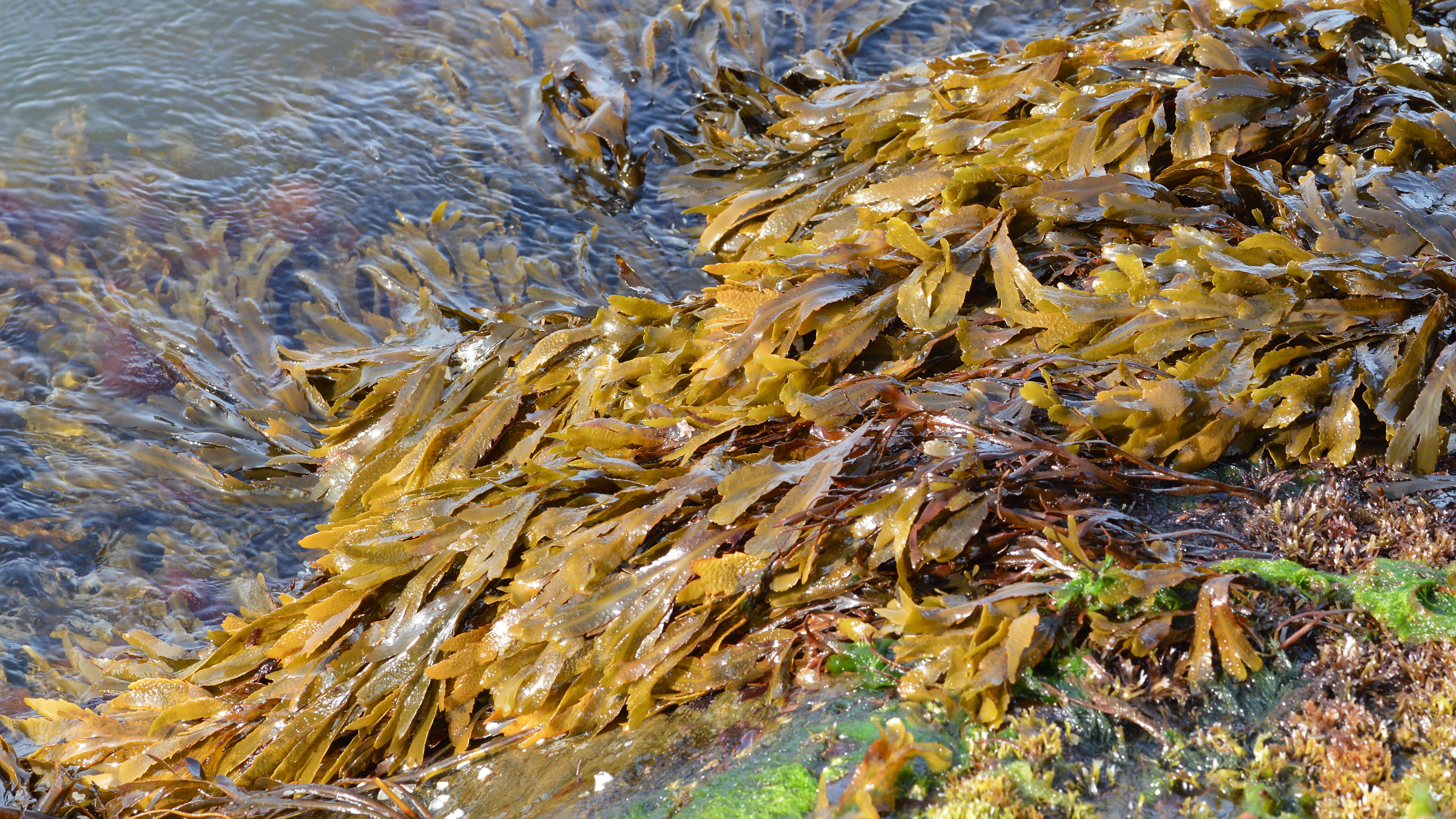 Imagem de Fucus serratus