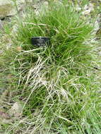 Image of Large Yellow-sedge