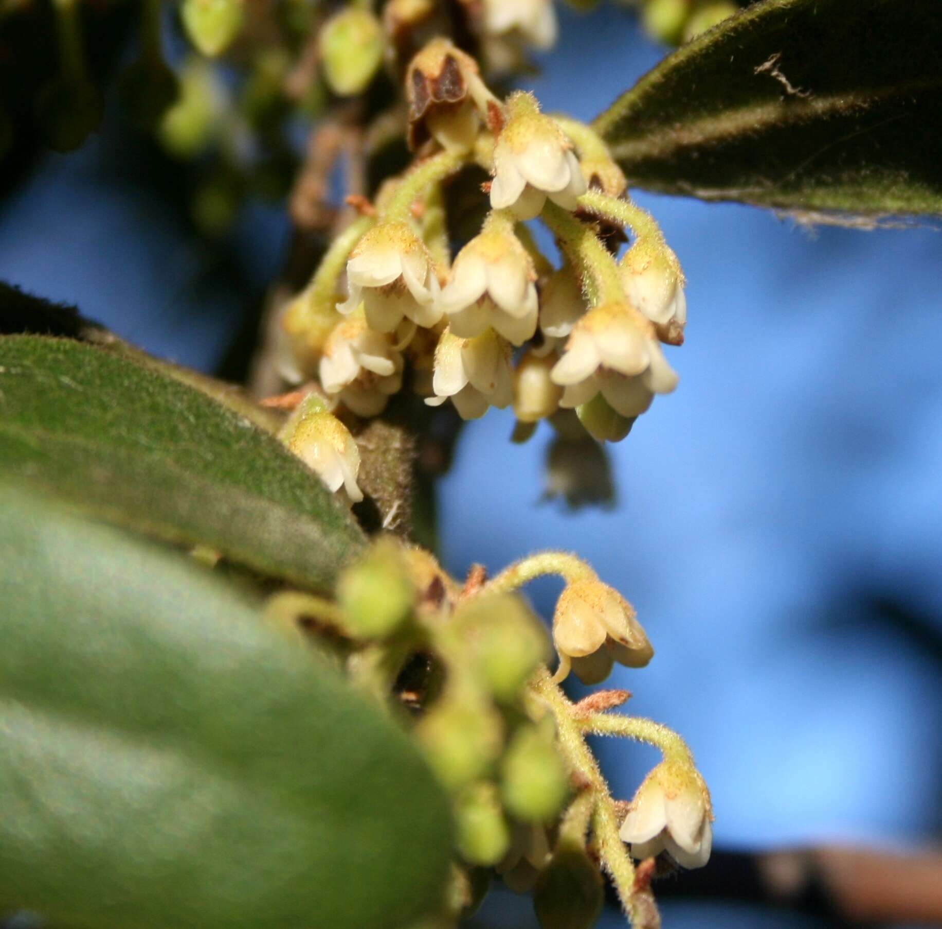 Sivun Euclea natalensis A. DC. kuva