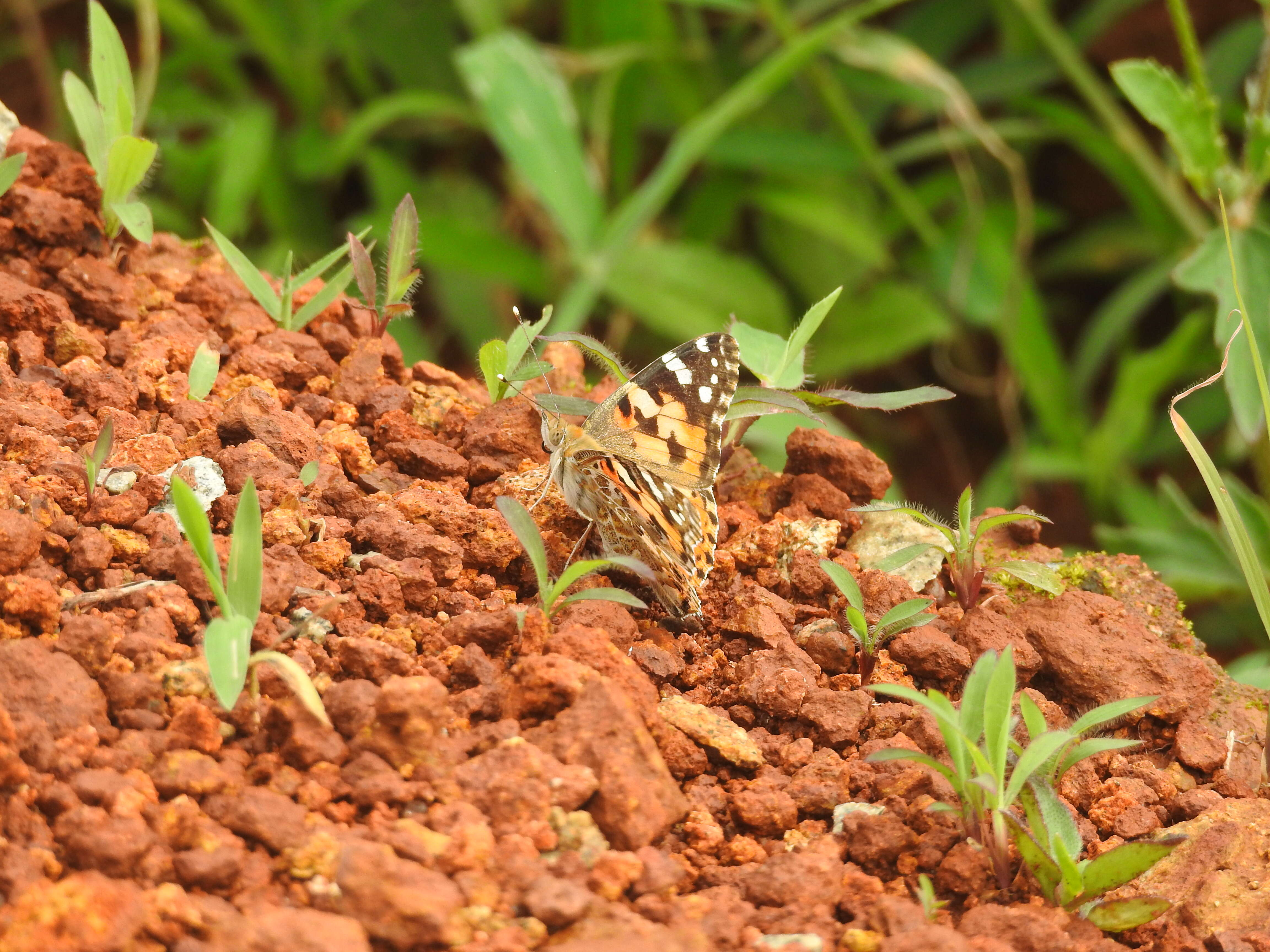 Image of Vanessa cardui