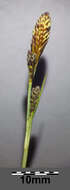 Image of spring-sedge