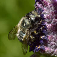 Image of Blue Orchard Bee