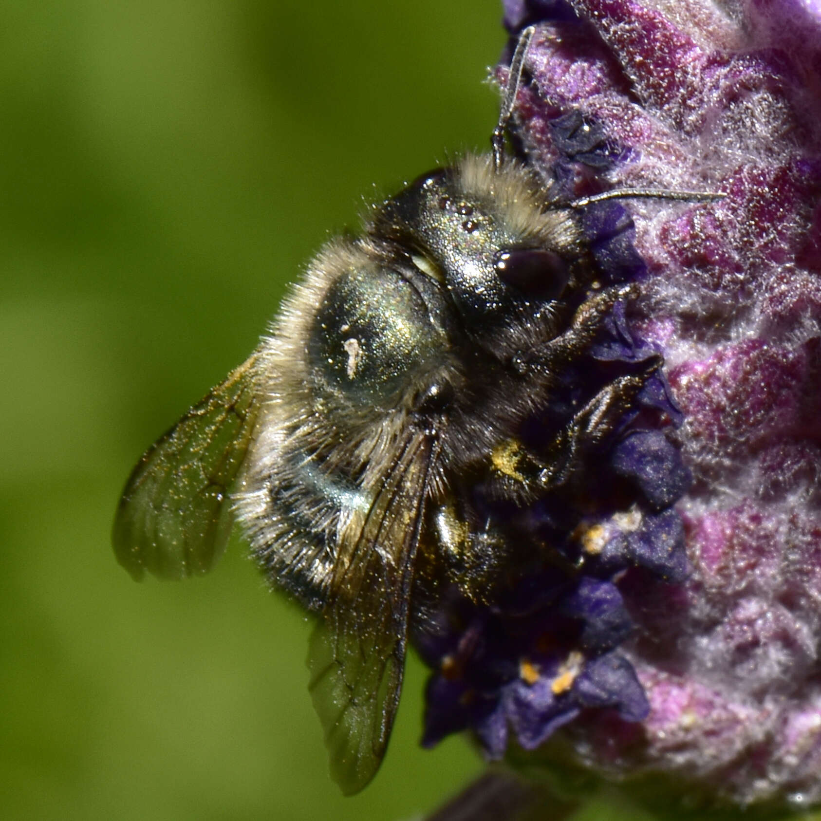 Image of Blue Orchard Bee