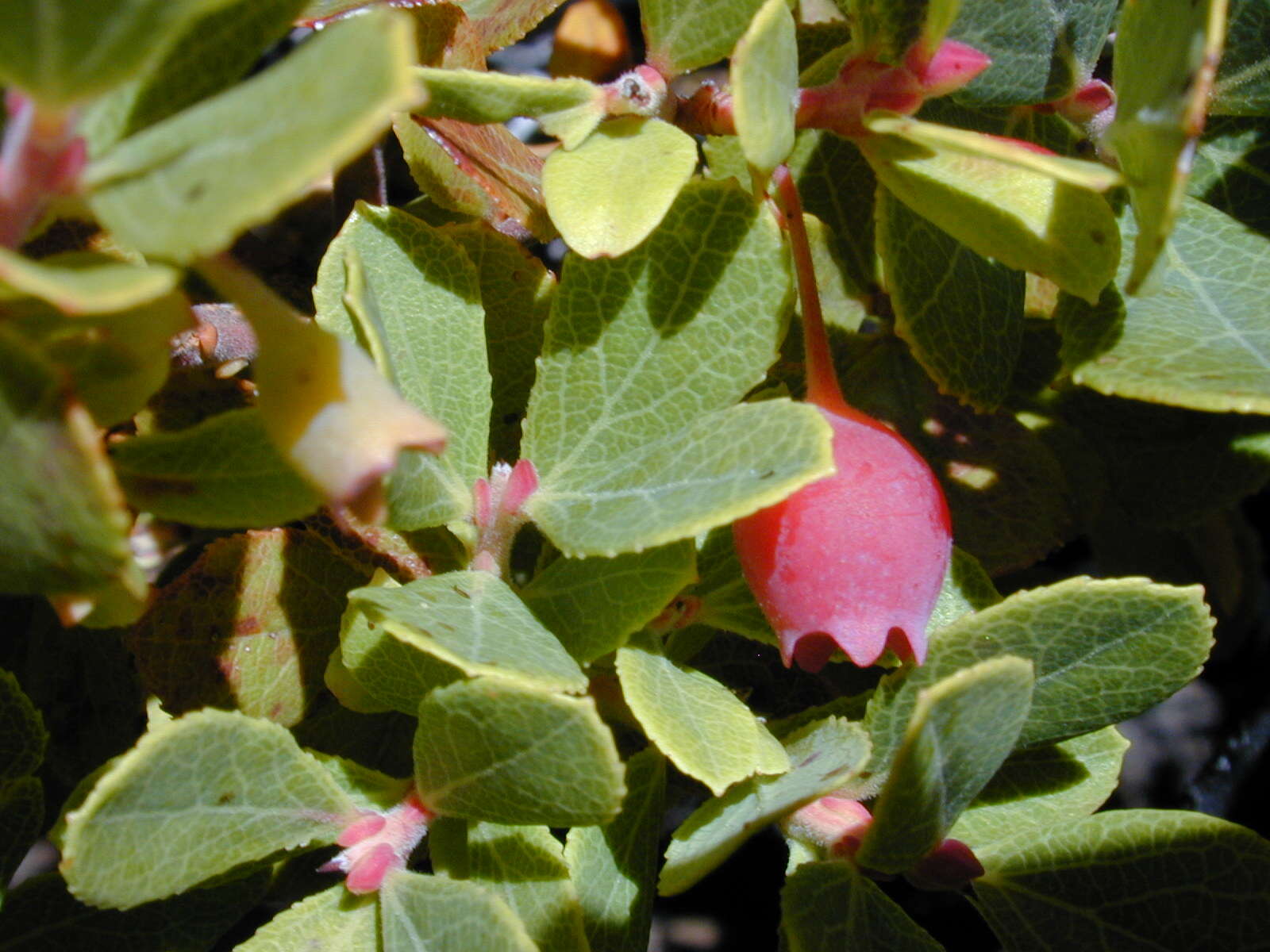 Image de Vaccinium reticulatum Sm.