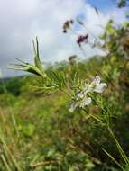 Nigella arvensis L. resmi