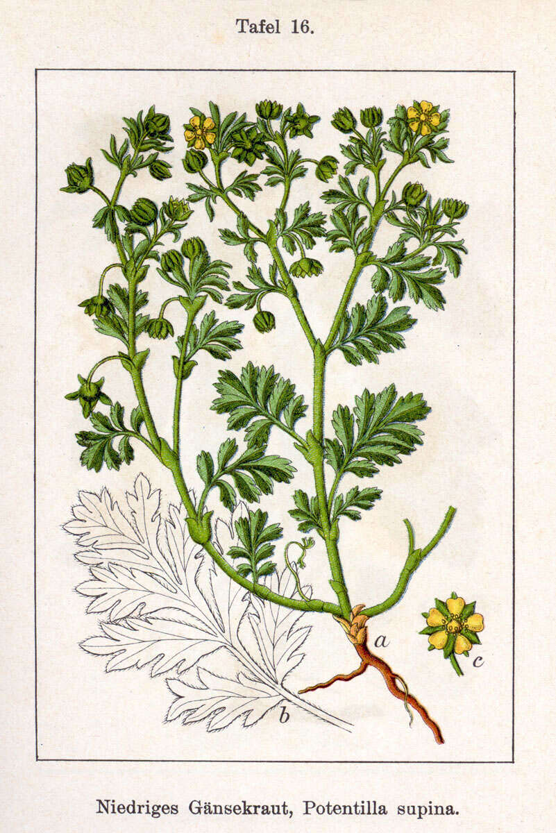 Image of Bushy Cinquefoil