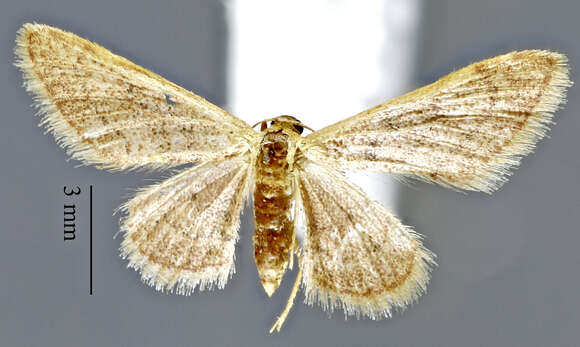 Image of Idaea productata Packard 1876