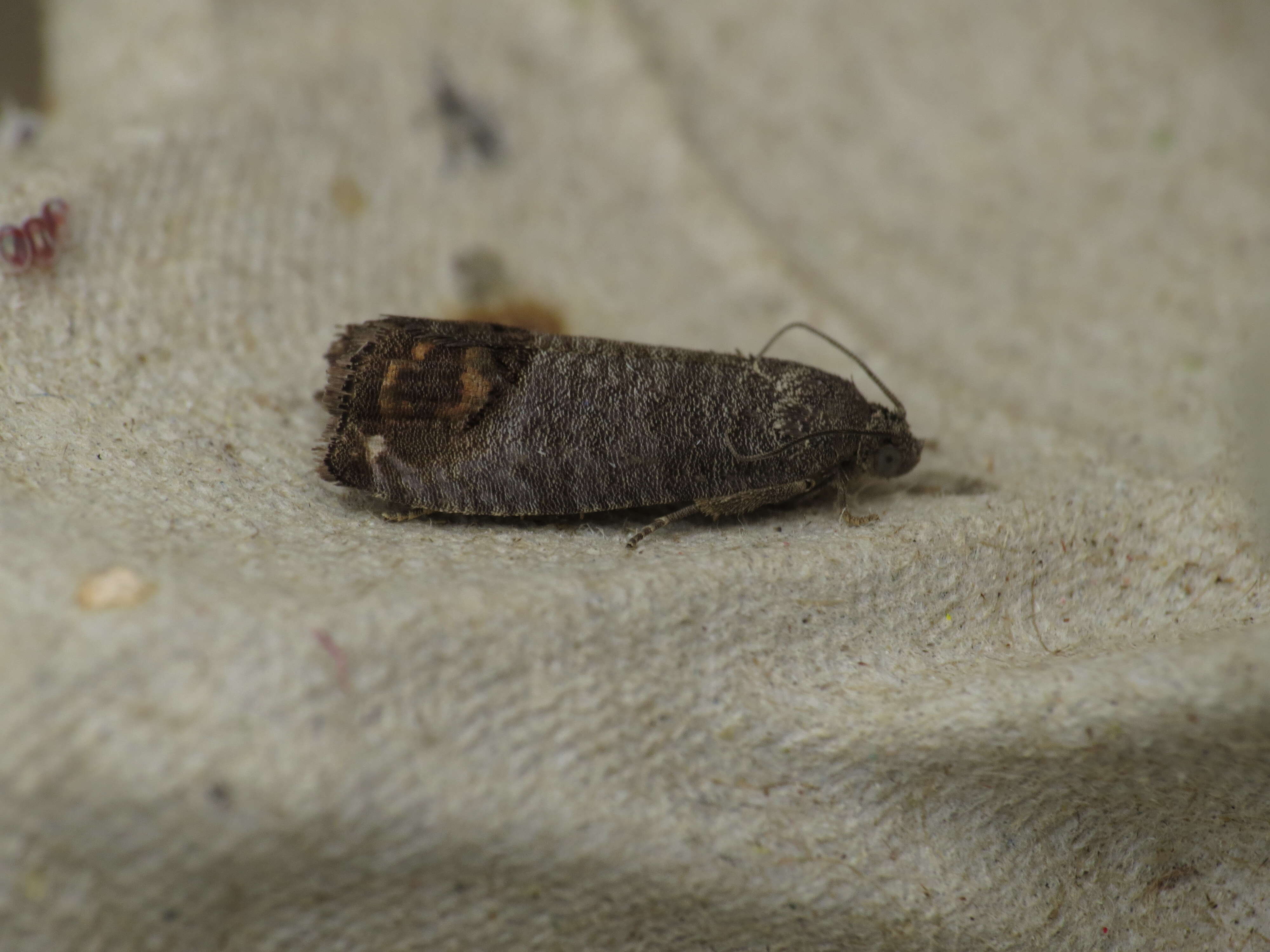 Image of codling moth