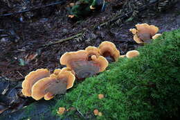 Image of False turkeytail