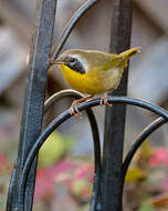 Image of Common Yellowthroat