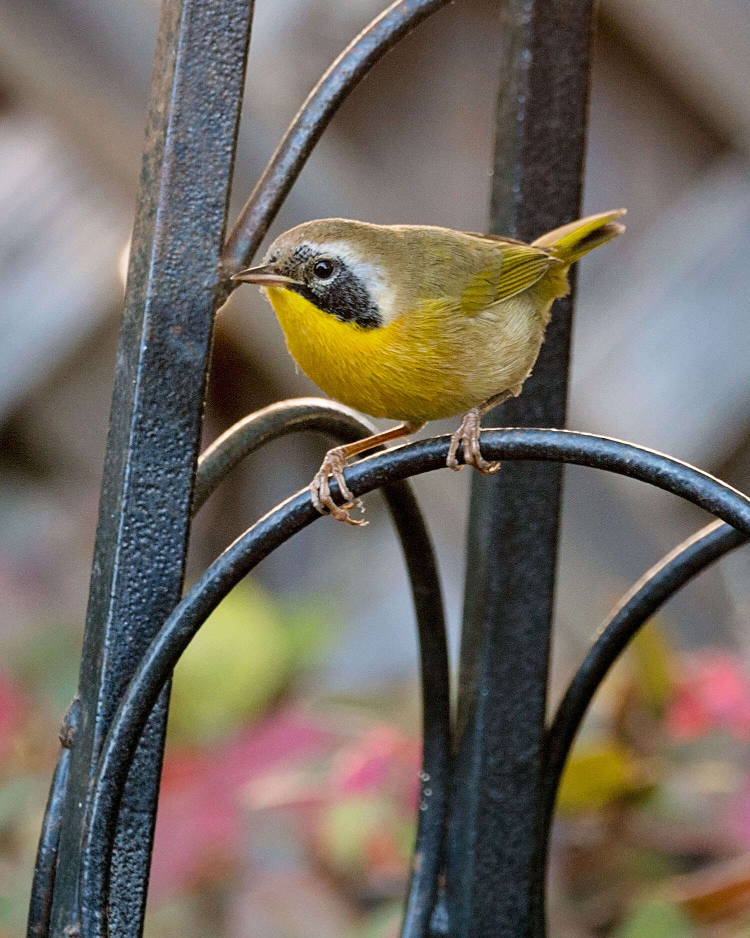 Image of Common Yellowthroat