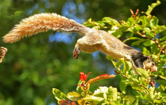 Image of Grizzled Giant Squirrel